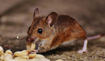 24 Hour & Emergency Exterminators in Babson Park, MA